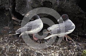 Swallow Tailed Gull, creagrus furcatus, Pair standing on Rock, Galapagos Islands photo