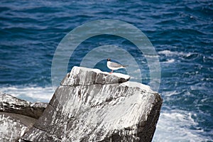 Swallow tailed gull Creagus furcatus, perched on a rock on Espan photo