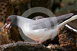 Swallow-tailed Gull (Larus furcatus) eating squid photo