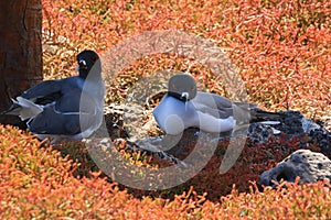 Swallow Tailed Gulls amongst the Sesuvium