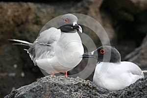 Swallow Tailed Gulls, Galapagos