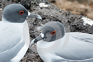 Swallow-tailed Gulls on the Galapagos Islands