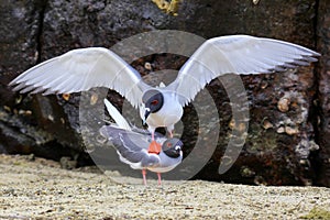 Swallow-tailed Gulls mating on Genovesa island, Galapagos Nation photo