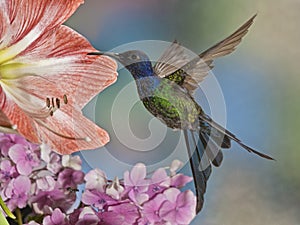 Swallow-tailed Hummingbird photo