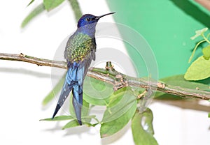 Swallow tailed hummingbird on branch photo