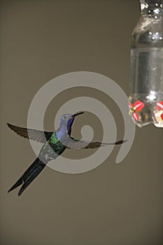 Swallow-tailed hummingbird, Eupetomena macroura