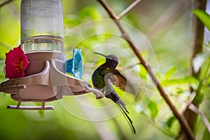 Swallow-tailed Hummingbird (Eupetomena macroura) feeding on a feeder in Brazil coutryside