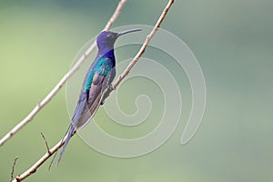 Swallow-tailed Hummingbird (Eupetomena macroura) perched on a branch