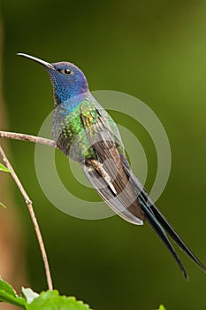 Swallow-tailed Hummingbird