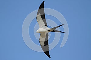 Swallow-tailed Kite