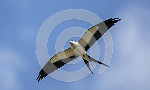 Swallow Tailed Kite bird soaring in blue sky above the Okefenokee Swamp National Wildlife Refuge in Georgia USA
