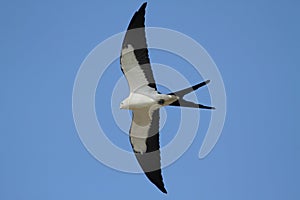 Swallow-tailed Kite photo