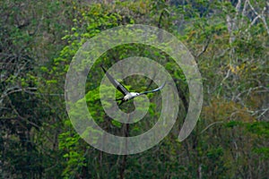 Wildlife: Swallow Tailed Kite flies over Lagoon in Jungle photo