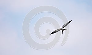 Swallow-tailed kite flies across a blue sky over Tigertail Beach photo