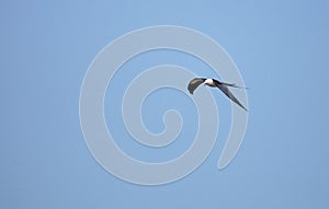 Swallow-tailed kite flies across a blue sky over Tigertail Beach photo