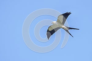 Swallow-tailed Kite Gliding Over A Blue Sky, Closeup