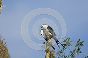 Swallow-tailed Kite preening