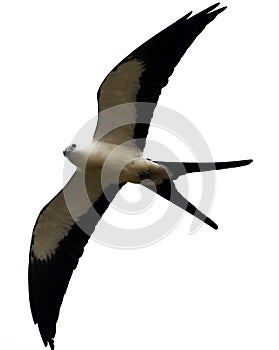 Swallow-tailed kite prey bird hunting in the skies of Costa Rica