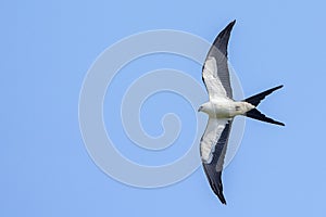 Swallow-tailed Kite Sharp Turn In Flight