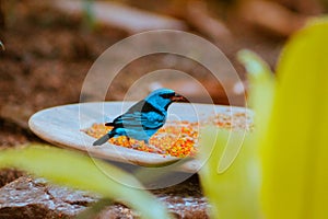 Swallow tanager seen in the Frederik Meijer gardens in Grand Rapids Michigan photo