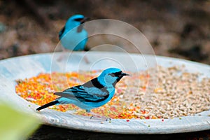 Swallow tanagers looking for food in the tropical gardens