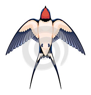 Swallow top view, vector isolated animal