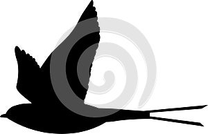 swallow vector silhouette black