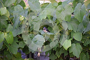 Swallow in the Vine photo