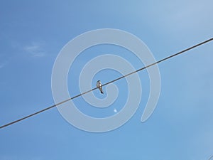 Swallow on a wire