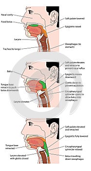 The swallowing mechanism