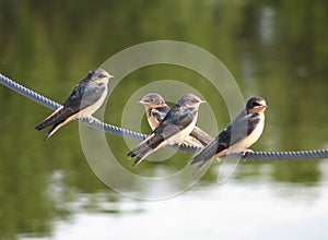 Swallows