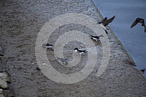 Swallows collecting mud for the nests, two more approaching photo