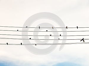 Swallows in electric wire likes musical score or guitar cords