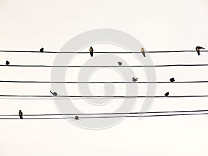 Swallows in electric wire likes musical score or guitar cords