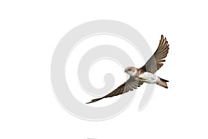 swallows in flight with outspread wings photo