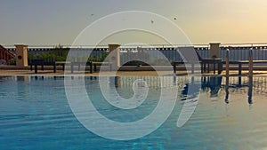 Swallows in flight quench their thirst in the water of a swimming pool