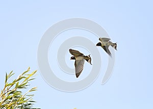 Swallows fly high in the sky widely spread its wings