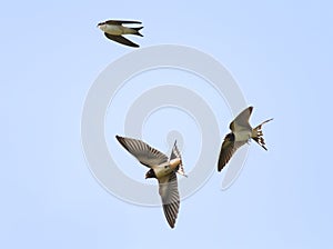 Swallows fly high in the sky widely spread its wings photo