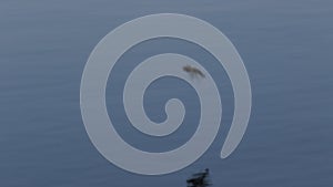 Swallows, Hirundinidae, flying onto a branch beside the river Spey, Scotland