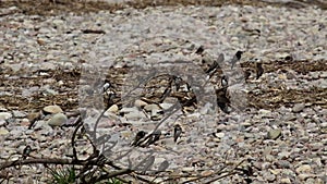 Swallows, Hirundinidae, flying onto a branch beside the river Spey, Scotland