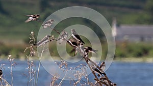 Swallows, Hirundinidae, flying onto a branch beside the river spey, scotland