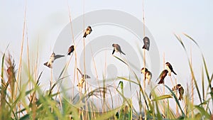 Swallows land on cane thickets and waving wings