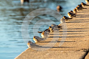 Swallows on a ledge