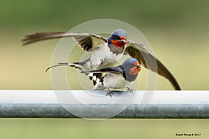 Swallows, Scientific name: Hirundinidae photo