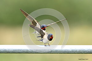 Swallows, Scientific name: Hirundinidae photo