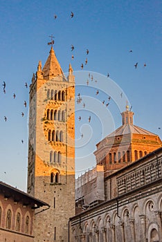 Swallows in Massa Marittima photo