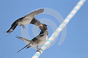 Swallows - motherhood, love, care, delicacy and precision