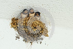 Swallows in the nest