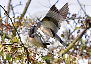 Swallows, Scientific name: Hirundinidae photo