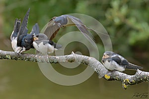 Swallows, Scientific name: Hirundinidae photo